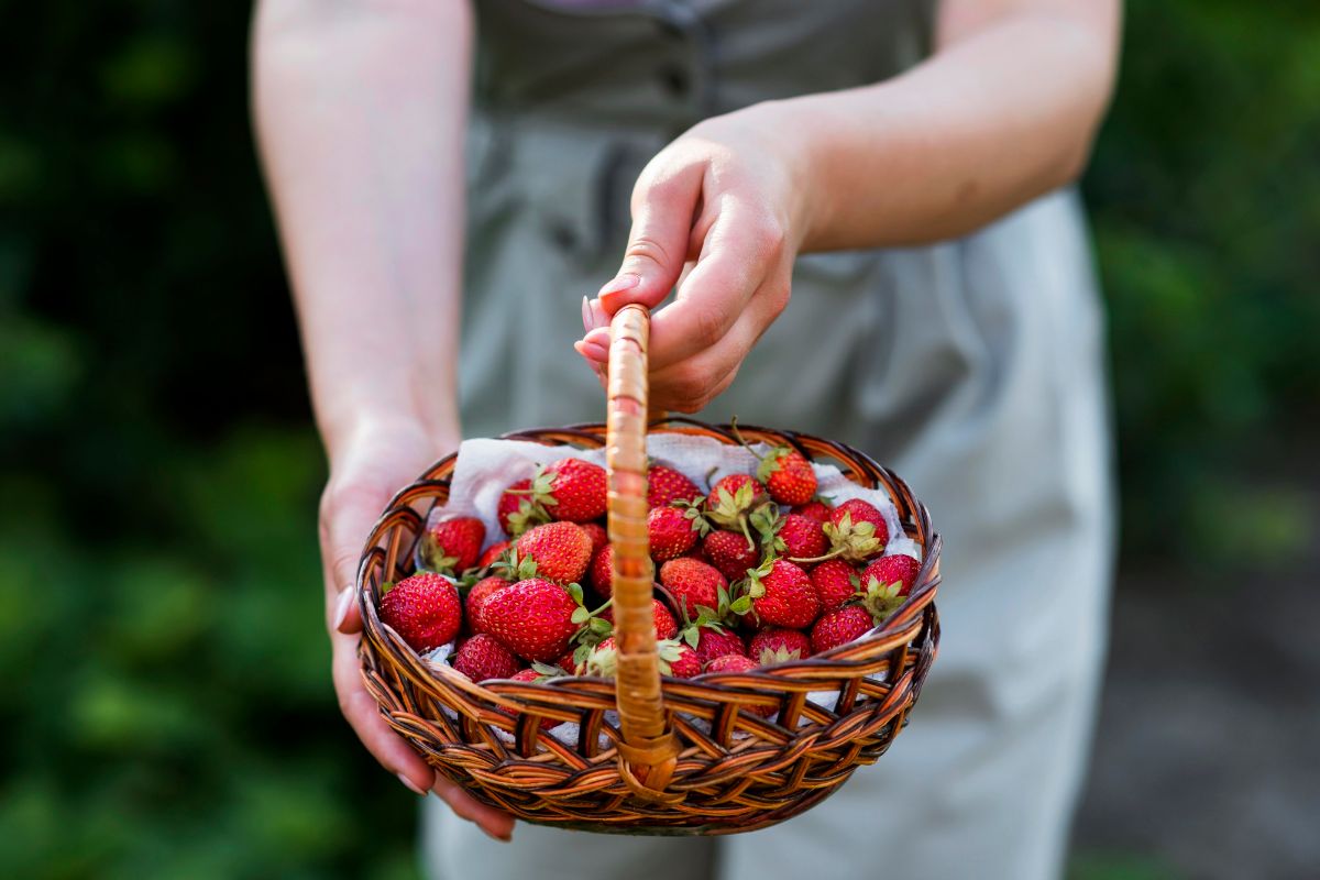 strawberry festival in mattituck