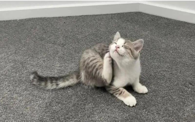  Flake-Free Felines The Best Shampoos to Treat and Prevent Cat Dandruff